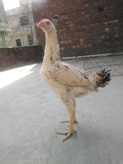 aseel murgi kurk khatam kar rahi hai father pic attached