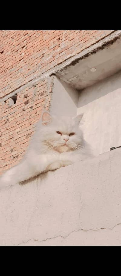 PERSIAN BEAUTIES FOT SALE|PUNCH FACE|ODD EYES|WHITE COLOUR|