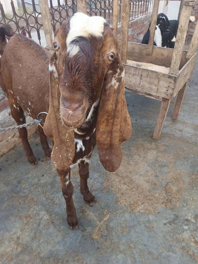 makhi china andel 2 dant