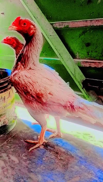 pure aseel 03060070203 whatsapp