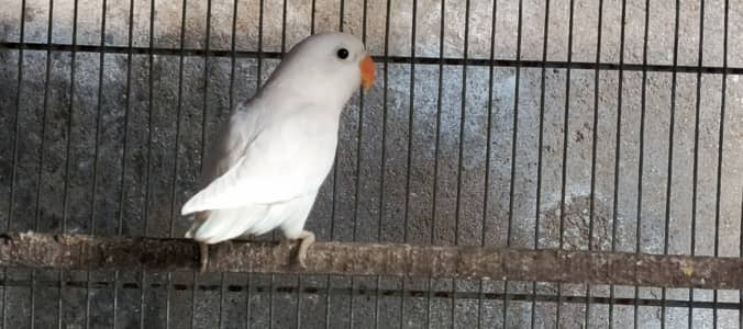 Albino Black Eyes Phata