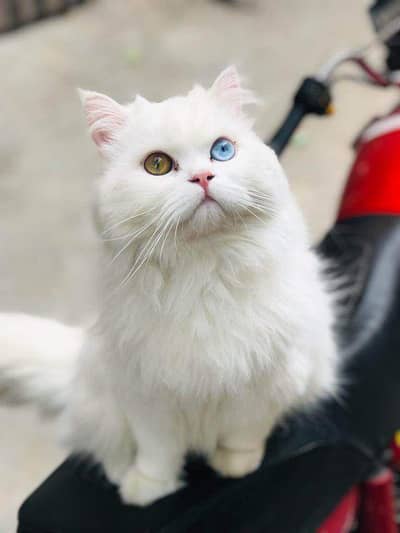 Persian kitten looking for a new home cash on delivery available