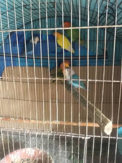 4-5 months old lovebirds baby available