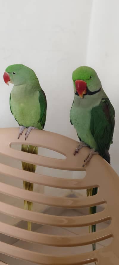 Raw parrot pair hand teamed talking No bite