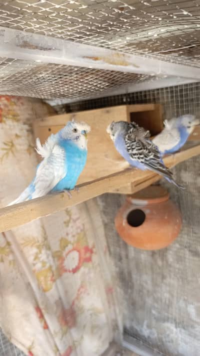 One Hogo double flower breeder pair & one single crusted male