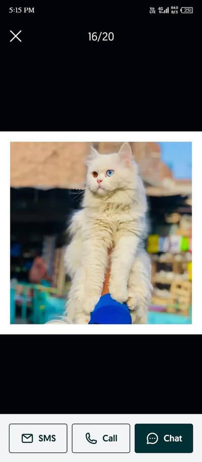 Persian kitten looking for a new cash on delivery available