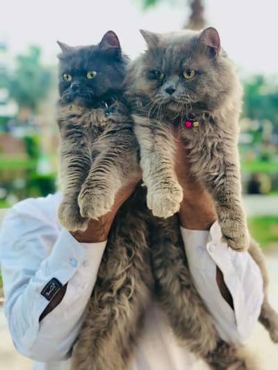 Persian kitten looking for a new cash on delivery available