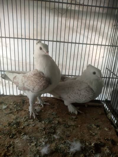 sentimen pair for sale