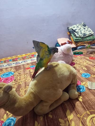 sell orgent required mony