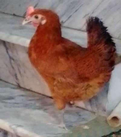 Golden Misri Murgi  | Egg Laying Hen | Desi Hens