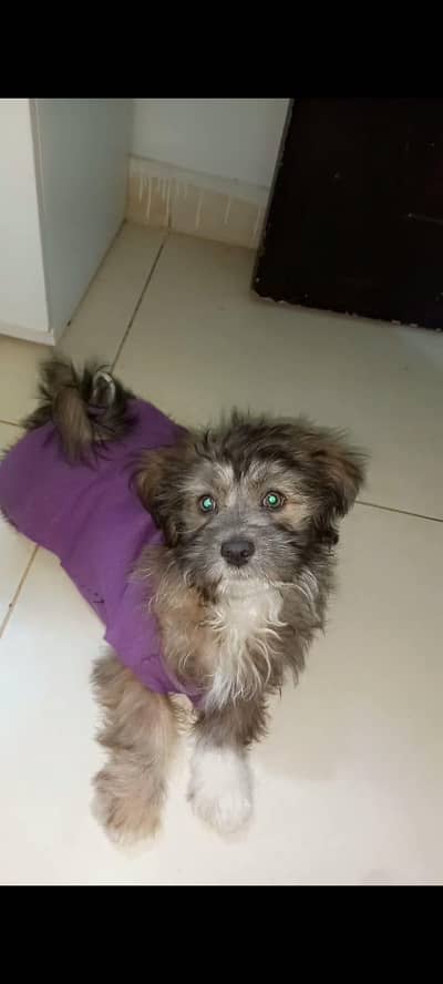 shitzu puppy content Whatsapp  03161121915