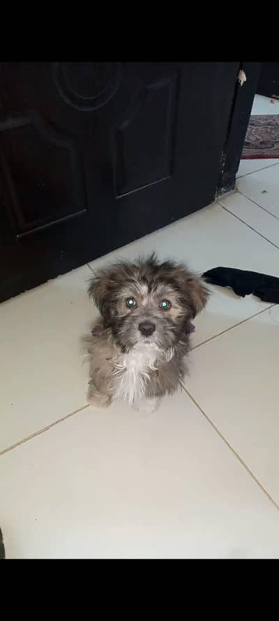 shitzu puppy Available Content Whatsapp  03161121915