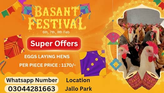 golden misri | desi murghi |eggs laying hens |murghi |Read Description