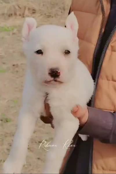 kohati  gultair male for sale