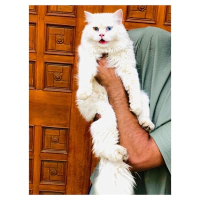 Persian breed for sale cash on delivery available