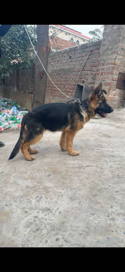 Female for sale ha 2 vaccination complete vaccination card available