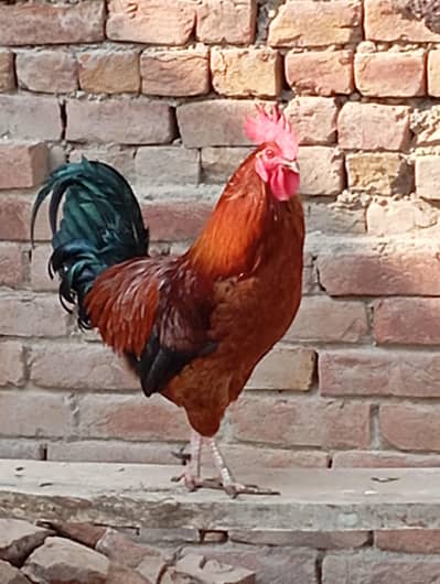 Aik murga 2 murgiya For sale  . eggs Dy rhi Hain