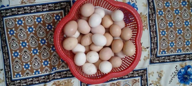 Aseel Fertile Eggs Available for Hetching