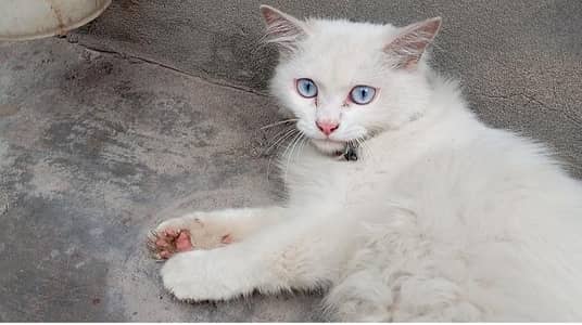 Female Cat one time Bread