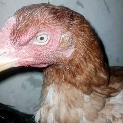 urgent sale aseel khalis hen murgi