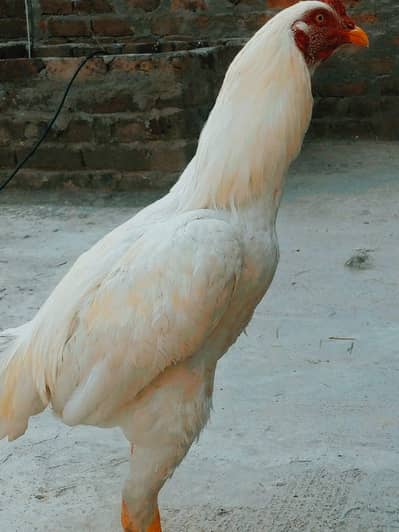 Aseel murgha white for sale