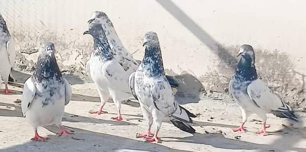 12 pcs parwazi 500 pr final pigeon kabutar