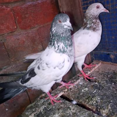 pigeon My WhatsApp 03075197074