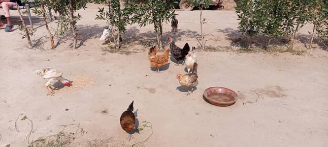 golden misri ande Dene wali murgi  guarantee ke sath