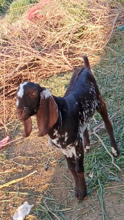 Male goat