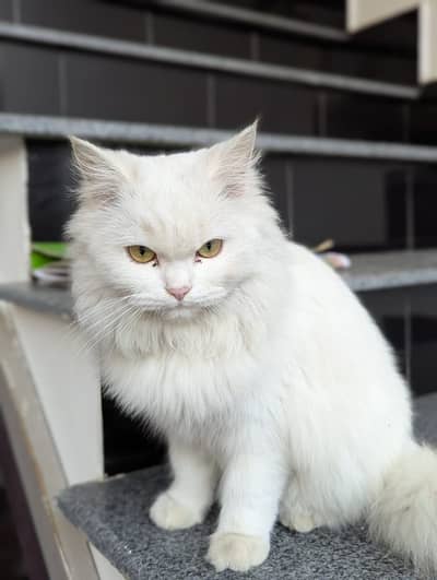 Persian cat for sale