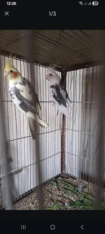 Cocktail Eno paed with Cream Paed