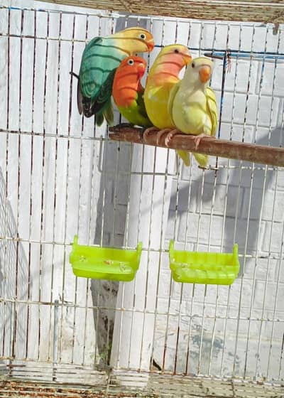 Beautiful Opaline Lovebirds Birds for Sale