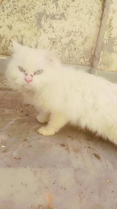 blue eyes triple code male cat