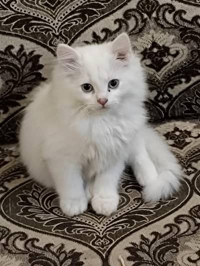 2 Kittens For Sale Blue Eyes