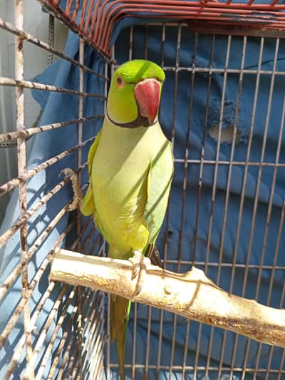 cockatiel and talking mithu ringneck parrot