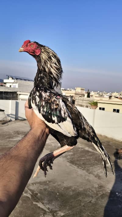 Mushka Lasani Aseel For Sale