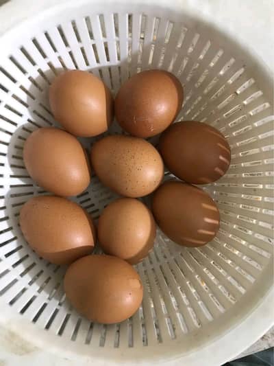 lohman brown desi eggs