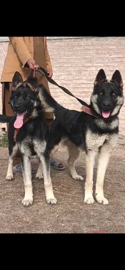 German shaphered  puppies | security dog for sale |