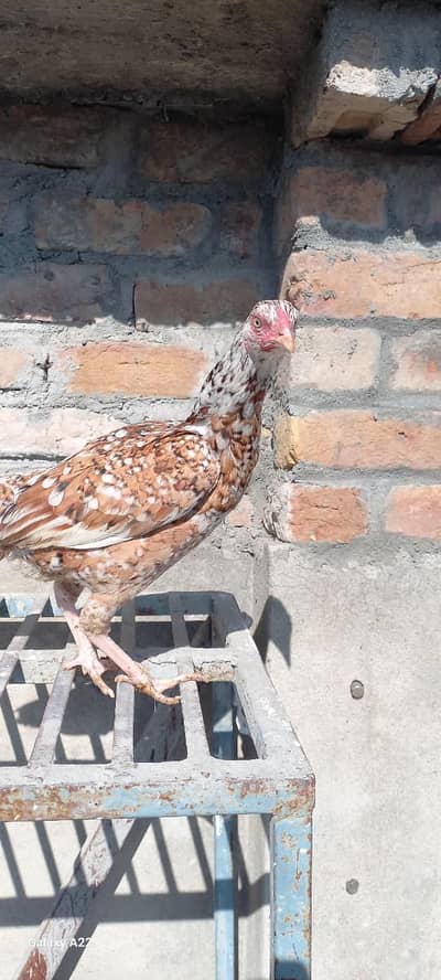 pure aseel amroi pathi