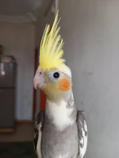 cockatiel and mithu ringneck parrot