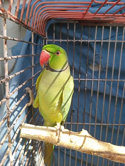 cockatiel hand tame grey