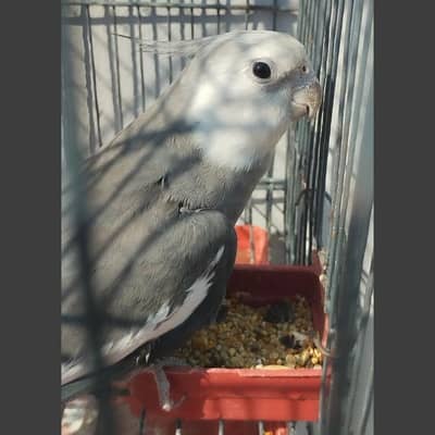 Cockatiel white face breeder Male- 03214382921