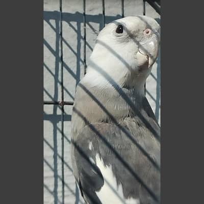 Cocktail / Cockatiel bounded Male - 03214382921