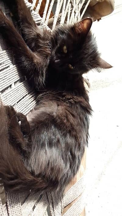 Persian Kittens For Sale