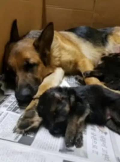 German shepherd puppy available