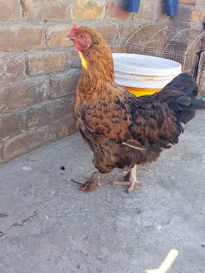 Heavy buff black female and aseel murgi long siz quality wali