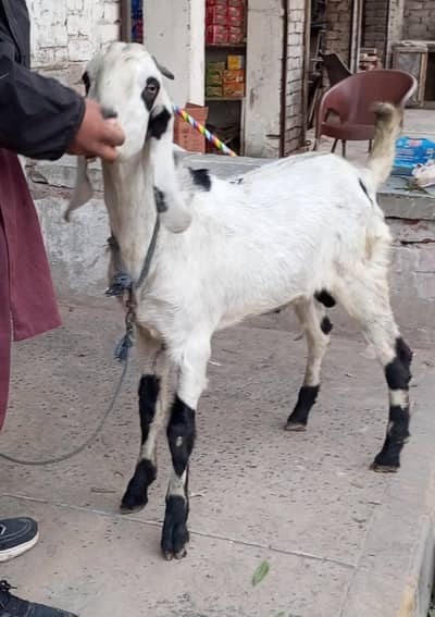 Desi Bakra