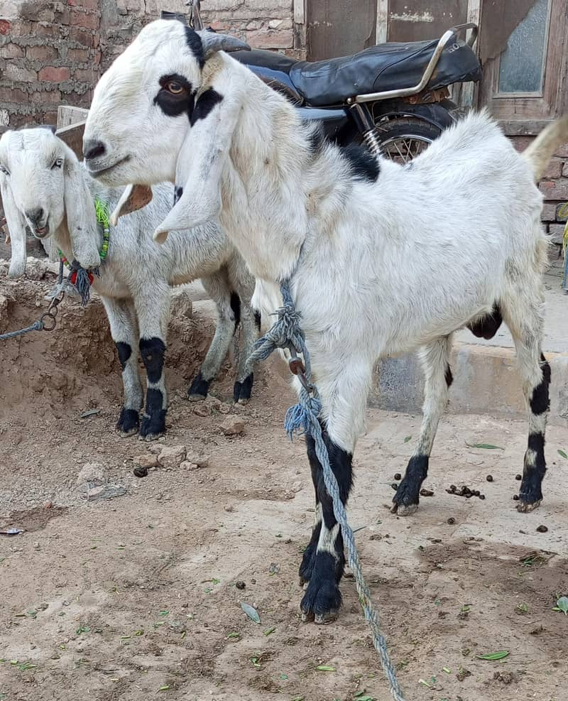 Desi Bakra - Goats - 1111081225