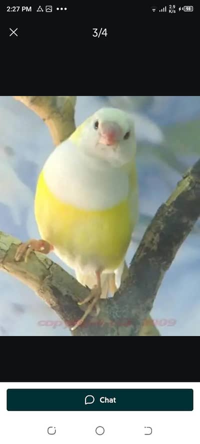 lotino goldien finches breeder pair with chicks for sale