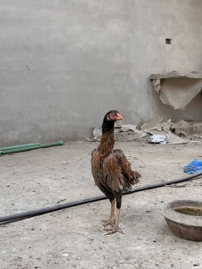 Highly Qualty Long Height Madi For Sale